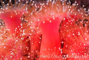 Strawberry anemone (club-tipped anemone, more correctly a corallimorph), Corynactis californica, Scripps Canyon, La Jolla, California