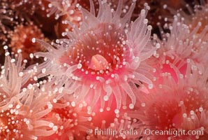 Strawberry anemone (club-tipped anemone, more correctly a corallimorph), Corynactis californica, Scripps Canyon, La Jolla, California