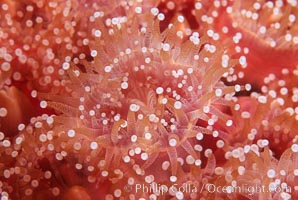 Strawberry anemone (club-tipped anemone, more correctly a corallimorph). Scripps Canyon, La Jolla, California, USA, Corynactis californica, natural history stock photograph, photo id 05324