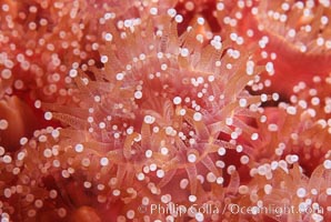 Strawberry anemone (club-tipped anemone, more correctly a corallimorph), Corynactis californica, Scripps Canyon, La Jolla, California