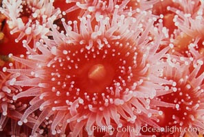 Strawberry anemone (club-tipped anemone, more correctly a corallimorph), Corynactis californica, Scripps Canyon, La Jolla, California