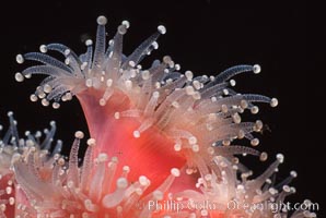 Strawberry anemone (club-tipped anemone, more correctly a corallimorph), Corynactis californica, Scripps Canyon, La Jolla, California