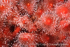 Strawberry anemone (club-tipped anemone, more correctly a corallimorph), Corynactis californica, Scripps Canyon, La Jolla, California