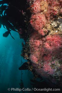 Corynactis anemone (club-tipped anemone, more correctly a corallimorph) colony covers rocky reef, Corynactis californica, San Miguel Island