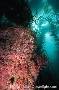 Corynactis anemone (club-tipped anemone, more correctly a corallimorph) colony covers rocky reef, Corynactis californica, San Miguel Island