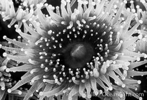 Corynactis anemone (club-tipped anemone, more correctly a corallimorph), Corynactis californica, Scripps Canyon, La Jolla, California