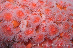 Strawberry anemone (club-tipped anemone, more correctly a corallimorph), Corynactis californica