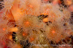 Strawberry anemone (club-tipped anemone, more correctly a corallimorph), Corynactis californica