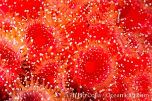 A cluster of vibrantly-colored strawberry anemones (club-tipped anemone, more correctly a corallimorph) polyps clings to the rocky reef, Corynactis californica, Santa Barbara Island