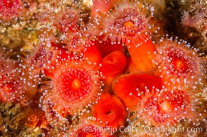 A cluster of vibrantly-colored strawberry anemones (club-tipped anemone, more correctly a corallimorph) polyps clings to the rocky reef, Corynactis californica, Santa Barbara Island