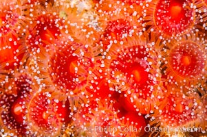 A cluster of vibrantly-colored strawberry anemones (club-tipped anemone, more correctly a corallimorph) polyps clings to the rocky reef. Santa Barbara Island, California, USA, Corynactis californica, natural history stock photograph, photo id 10166