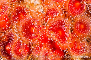 A cluster of vibrantly-colored strawberry anemones (club-tipped anemone, more correctly a corallimorph) polyps clings to the rocky reef, Corynactis californica, Santa Barbara Island