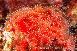 A cluster of vibrantly-colored strawberry anemones (club-tipped anemone, more correctly a corallimorph) polyps clings to the rocky reef. Santa Barbara Island, California, USA, Corynactis californica, natural history stock photograph, photo id 10168