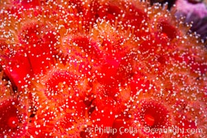 A cluster of vibrantly-colored strawberry anemones (club-tipped anemone, more correctly a corallimorph) polyps clings to the rocky reef, Corynactis californica, Santa Barbara Island