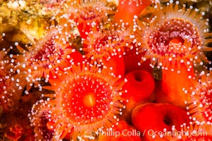 A cluster of vibrantly-colored strawberry anemones (club-tipped anemone, more correctly a corallimorph) polyps clings to the rocky reef, Corynactis californica, Santa Barbara Island