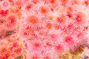 A colony of strawberry anemones (club-tipped anemone, more correctly a corallimorph)., Corynactis californica, natural history stock photograph, photo id 14053