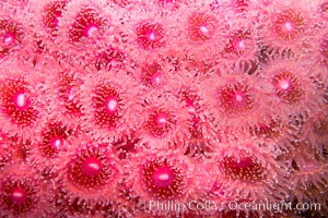 Strawberry anemone polyps, club-tipped anemone, corallimorph, Corynactis californica