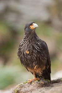 Striated caracara, aka Johnny Rook, a common raptor in the Falkland Islands, Phalcoboenus australis, New Island