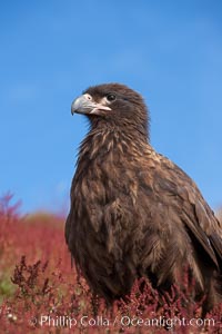 Straited caracara, a bird of prey found throughout the Falkland Islands.  The striated caracara is an opportunistic feeder, often scavenging for carrion but also known to attack weak or injured birds, Phalcoboenus australis, Steeple Jason Island