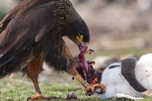 Striated caracara feeds upon a gentoo penguin chick it has just killed, Phalcoboenus australis, Pygoscelis papua, Steeple Jason Island