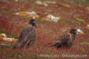 Straited caracara, a bird of prey found throughout the Falkland Islands.  The striated caracara is an opportunistic feeder, often scavenging for carrion but also known to attack weak or injured birds, Phalcoboenus australis, Steeple Jason Island