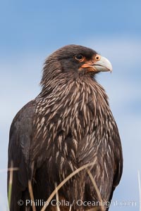 Straited caracara, a bird of prey found throughout the Falkland Islands.  The striated caracara is an opportunistic feeder, often scavenging for carrion but also known to attack weak or injured birds, Phalcoboenus australis, Steeple Jason Island