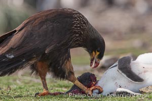 Striated caracara feeds upon a gentoo penguin chick it has just killed, Phalcoboenus australis, Pygoscelis papua, Steeple Jason Island