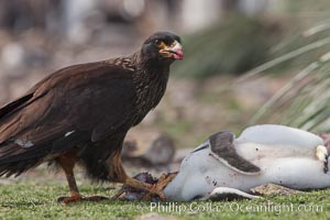 Striated caracara feeds upon a gentoo penguin chick it has just killed.