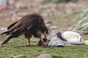 Striated caracara feeds upon a gentoo penguin chick it has just killed, Phalcoboenus australis, Pygoscelis papua, Steeple Jason Island