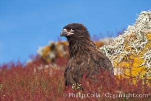 Straited caracara, a bird of prey found throughout the Falkland Islands.  The striated caracara is an opportunistic feeder, often scavenging for carrion but also known to attack weak or injured birds, Phalcoboenus australis, Steeple Jason Island