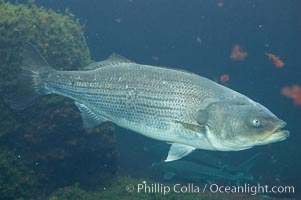 Striped bass (striper, striped seabass), Morone saxatilis