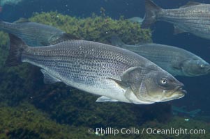 Striped bass (striper, striped seabass), Morone saxatilis