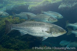 Striped bass (striper, striped seabass), Morone saxatilis