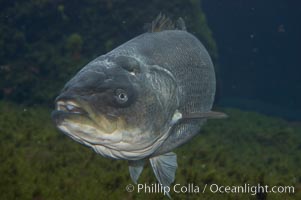 Striped bass (striper, striped seabass), Morone saxatilis