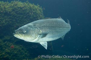 Striped bass (striper, striped seabass), Morone saxatilis