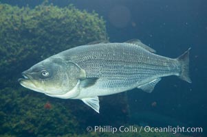 Striped bass (striper, striped seabass), Morone saxatilis