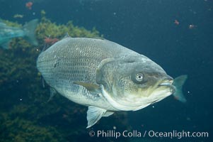 Striped bass (striper, striped seabass), Morone saxatilis