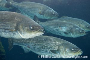 Image 10981, Striped bass (striper, striped seabass)., Morone saxatilis, Phillip Colla, all rights reserved worldwide.   Keywords: morone saxatilis:striped bass:striped sea-bass:striped seabass:striper:underwater.