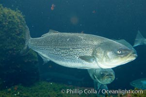 Striped bass (striper, striped seabass), Morone saxatilis