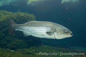 Striped bass (striper, striped seabass), Morone saxatilis