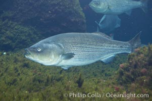 Striped bass (striper, striped seabass), Morone saxatilis