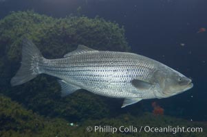 Striped bass (striper, striped seabass), Morone saxatilis