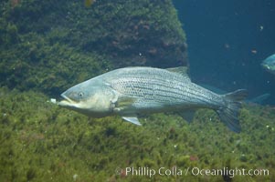 Striped bass (striper, striped seabass), Morone saxatilis