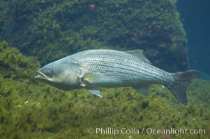 Striped bass (striper, striped seabass), Morone saxatilis