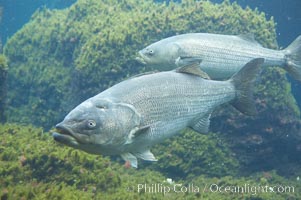 Striped bass (striper, striped seabass), Morone saxatilis