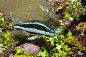 Striped dottyback, Pseudochromis sankeyi