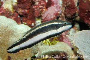 Striped dottyback, Pseudochromis sankeyi