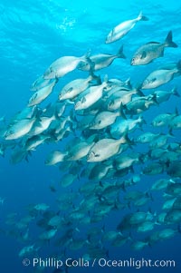 Striped sea chub, schooling, Kyphosus analogous, Wolf Island