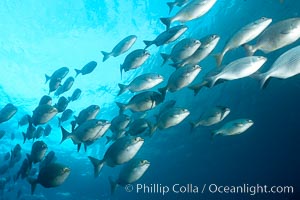 Striped sea chub, schooling, Kyphosus analogous, Wolf Island