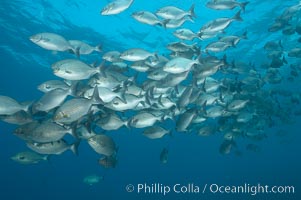 Striped sea chub, schooling, Kyphosus analogous, Wolf Island